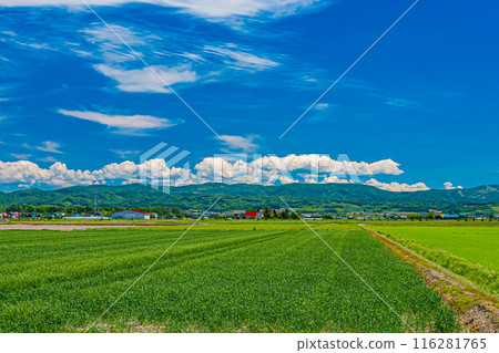 北海道安平町的油菜花田 北海道安平町的油菜花田 116281765