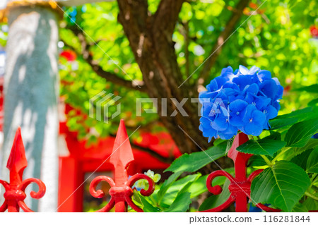 東京夏季繡球花 116281844