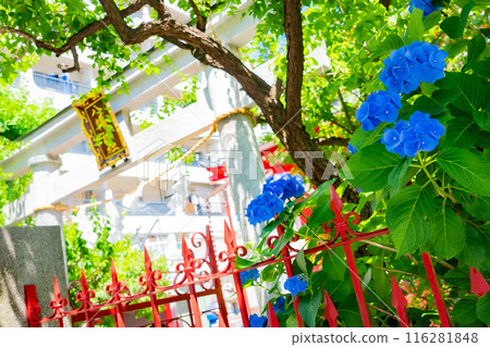 東京夏季繡球花 116281848