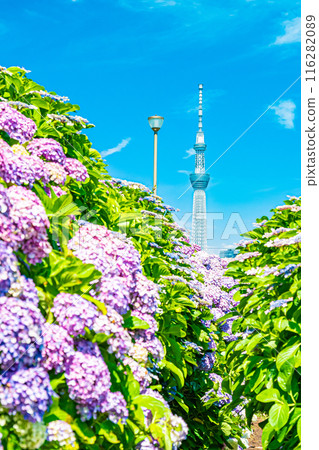 東京前中川水邊公園的繡球花 116282089
