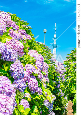 Hydrangeas at the Kyu-Nakagawa Waterfront Park in Tokyo 116282091