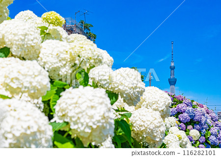 Hydrangeas at the Kyu-Nakagawa Waterfront Park in Tokyo Hydrangeas at the Kyu-Nakagawa Waterfront Park in Tokyo 116282101