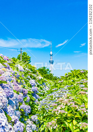 Hydrangeas at the Kyu-Nakagawa Waterfront Park in Tokyo 116282102