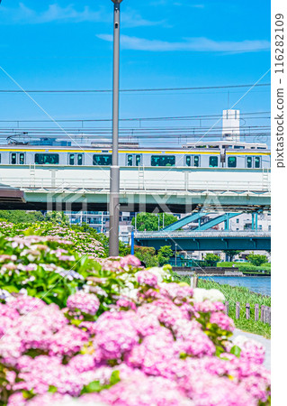 東京江戶川小岩菖蒲花園風景 東京江戶川小岩菖蒲花園風景 116282109