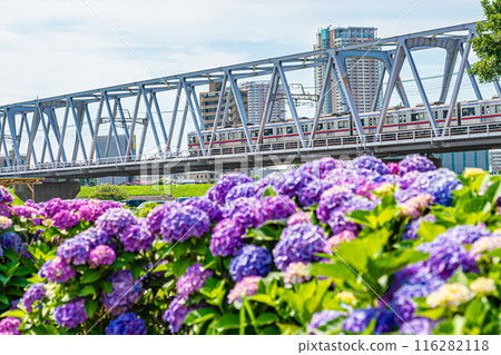 Scenery of Koiwa Iris Garden, Edogawa, Tokyo Scenery of Koiwa Iris Garden, Edogawa, Tokyo 116282118