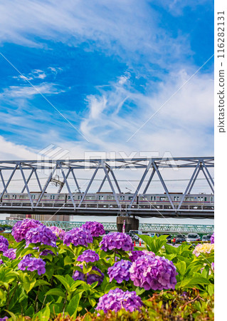 Scenery of Koiwa Iris Garden, Edogawa, Tokyo 116282131