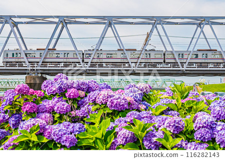 東京江戶川小岩菖蒲花園風景 116282143