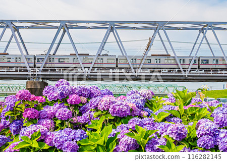 Scenery of Koiwa Iris Garden, Edogawa, Tokyo Scenery of Koiwa Iris Garden, Edogawa, Tokyo 116282145