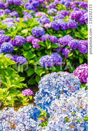 Scenery of Koiwa Iris Garden, Edogawa, Tokyo 116282153