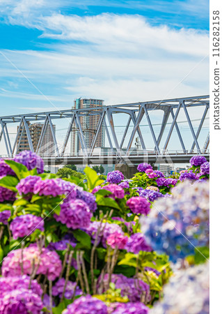 Scenery of Koiwa Iris Garden, Edogawa, Tokyo 116282158