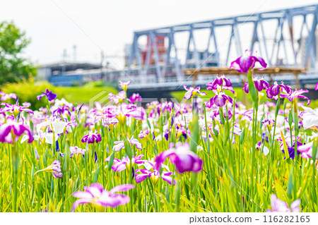 東京江戶川小岩菖蒲花園風景 東京江戶川小岩菖蒲花園風景 116282165