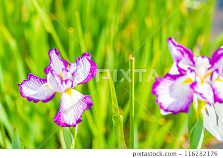 東京江戶川小岩菖蒲花園風景 東京江戶川小岩菖蒲花園風景 116282176