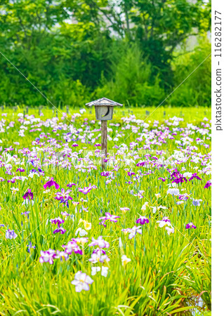 東京江戶川小岩菖蒲花園風景 東京江戶川小岩菖蒲花園風景 116282177