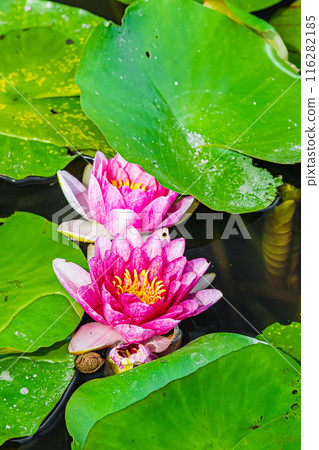 東京江戶川小岩菖蒲花園風景 東京江戶川小岩菖蒲花園風景 116282185