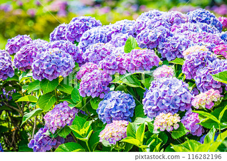 Scenery of Koiwa Iris Garden, Edogawa, Tokyo 116282196