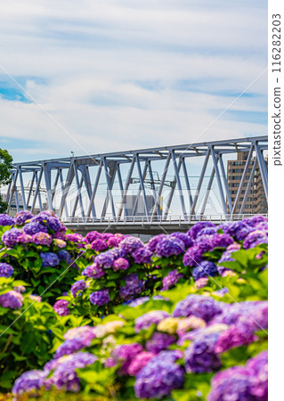 Scenery of Koiwa Iris Garden, Edogawa, Tokyo 116282203