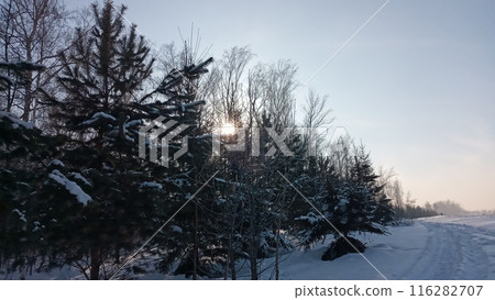 Winter wonderland of snow-covered pine trees against the bright sun 116282707