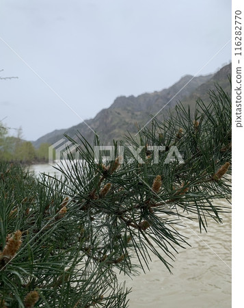 Close-up of pine tree branches with river and mountains in background Close-up of pine tree branches with river and mountains in background 116282770