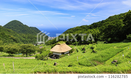 靜岡縣加茂郡松崎町石部的梯田 116282785