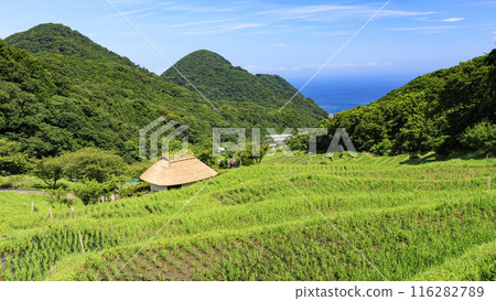 靜岡縣加茂郡松崎町石部的梯田 116282789