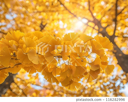 Vibrant Golden Ginkgo Leaves Bathed in Warm Autumn Sunlight Vibrant Golden Ginkgo Leaves Bathed in Warm Autumn Sunlight 116282996