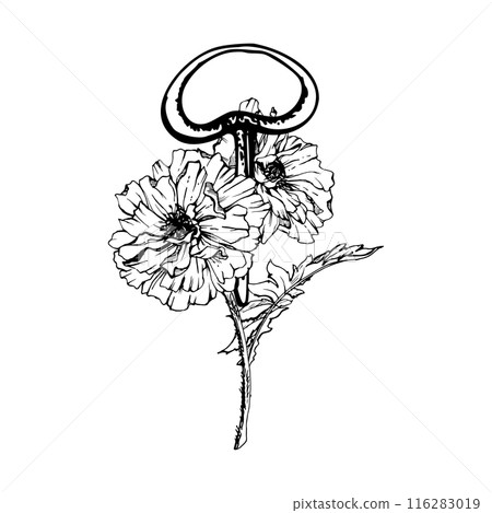 Vector ink hand drawn vintage key with poppy papaver peony rose anemone flower, leaves. Composition isolated on white. Design wedding, tattoo florist shop fashion boutique, remembrance memorial day. Vector ink hand drawn vintage key with poppy papaver peony rose anemone flower, leaves. Composition isolated on white. Design wedding, tattoo florist shop fashion boutique, remembrance memorial day. 116283019
