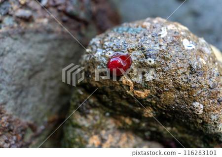 Umboshi sea anemone Umboshi sea anemone 116283101