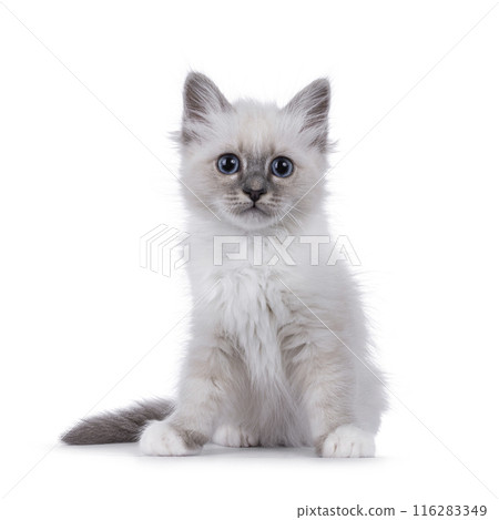 Fluffy Birman kitten on white background Fluffy Birman kitten on white background 116283349