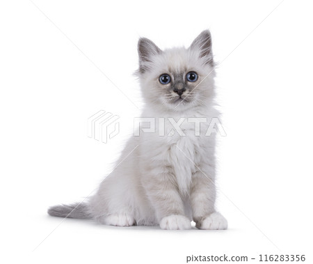 Fluffy Birman kitten on white background 116283356