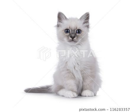 Fluffy Birman kitten on white background 116283357