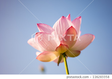 Ancient lotus in summer, Koga Comprehensive Park (Koga Kokuho Park) 116283358