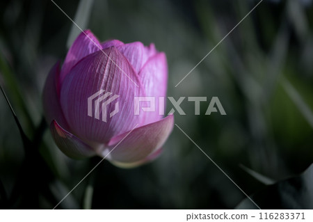 夏季古荷古河綜合公園（古河久保公園） 116283371