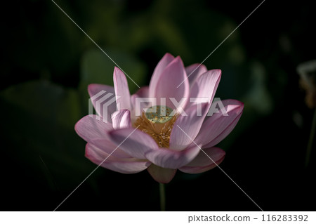 Ancient lotus in summer, Koga Comprehensive Park (Koga Kokuho Park) 116283392