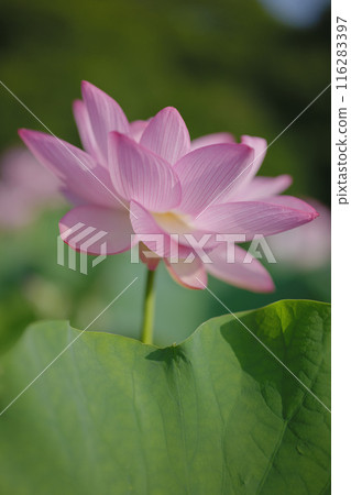 Ancient lotus in summer, Koga Comprehensive Park (Koga Kokuho Park) Ancient lotus in summer, Koga Comprehensive Park (Koga Kokuho Park) 116283397