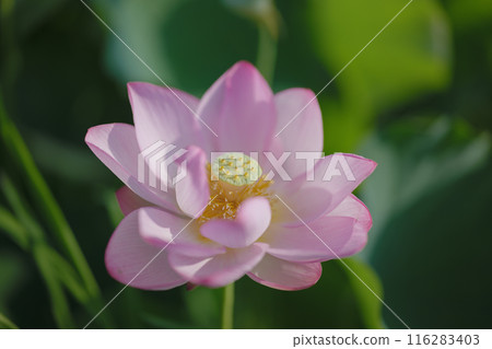 夏季古荷古河綜合公園(古河久保公園) 夏季古荷古河綜合公園(古河久保公園) 116283403