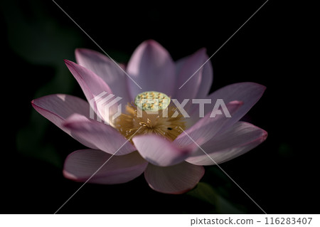 夏季古荷古河綜合公園（古河久保公園） 116283407