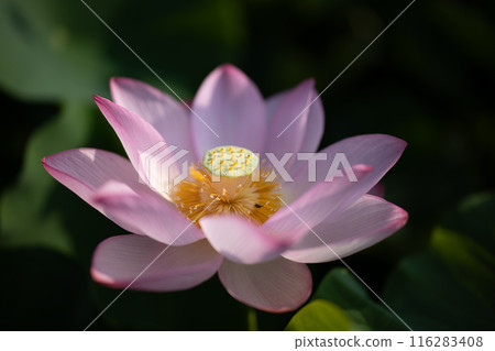 Ancient lotus in summer, Koga Comprehensive Park (Koga Kokuho Park) 116283408