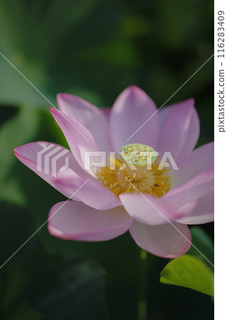 夏季古荷古河綜合公園（古河久保公園） 116283409