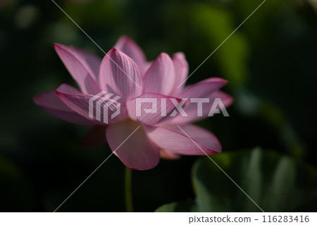 夏季古荷古河綜合公園(古河久保公園) 夏季古荷古河綜合公園(古河久保公園) 116283416
