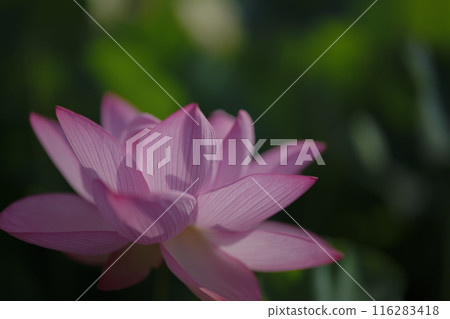 夏季古荷古河綜合公園(古河久保公園) 夏季古荷古河綜合公園(古河久保公園) 116283418