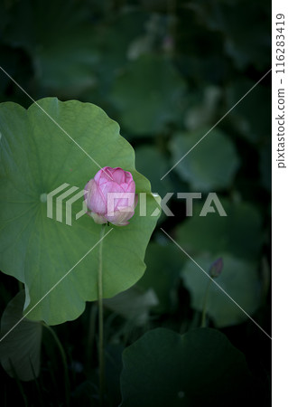 夏季古荷古河綜合公園(古河久保公園) 夏季古荷古河綜合公園(古河久保公園) 116283419