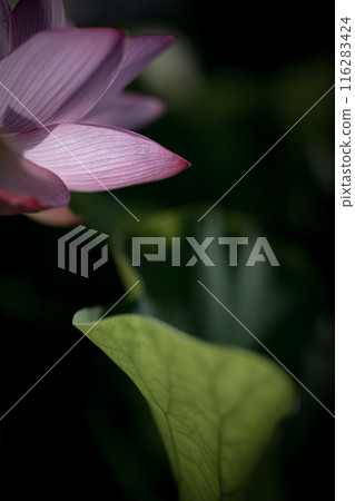 夏季古荷古河綜合公園(古河久保公園) 夏季古荷古河綜合公園(古河久保公園) 116283424