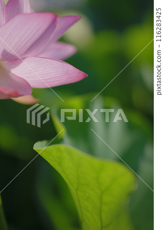 夏季古荷古河綜合公園(古河久保公園) 夏季古荷古河綜合公園(古河久保公園) 116283425