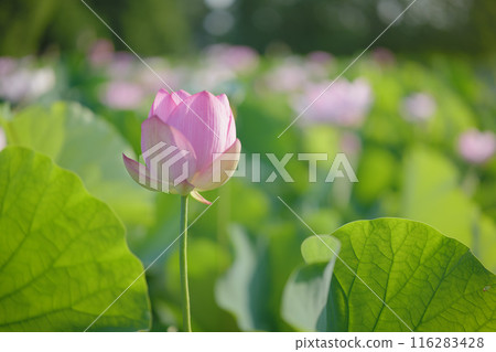Ancient lotus in summer, Koga Comprehensive Park (Koga Kokuho Park) 116283428
