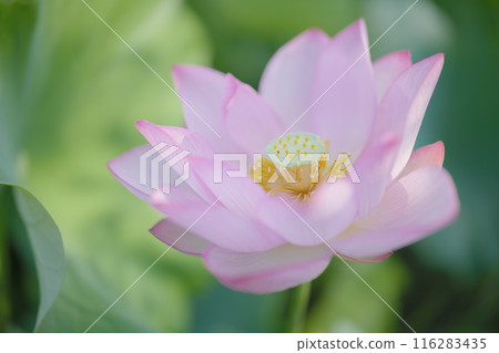 夏季古荷古河綜合公園(古河久保公園) 夏季古荷古河綜合公園(古河久保公園) 116283435