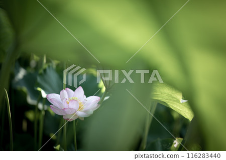 夏季古荷古河綜合公園(古河久保公園) 夏季古荷古河綜合公園(古河久保公園) 116283440