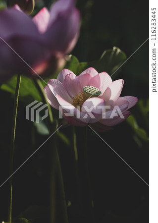 夏季古荷古河綜合公園（古河久保公園） 116283445