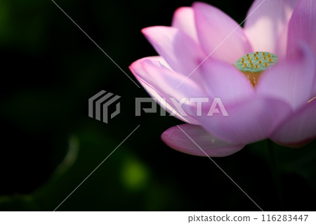 Ancient lotus in summer, Koga Comprehensive Park (Koga Kokuho Park) 116283447