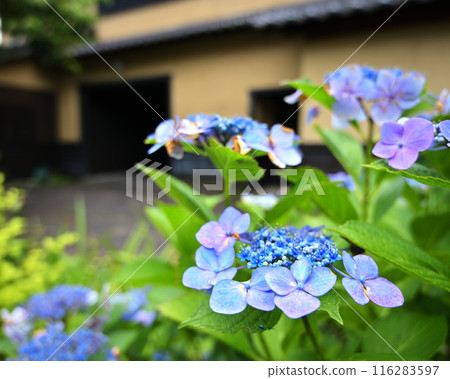 民宅前盛開的繡球花 116283597