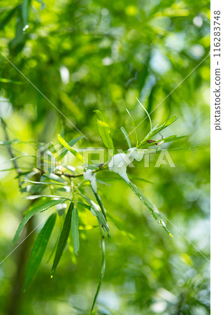 Leaves from weeping willow tree. Leaves from weeping willow tree. 116283748